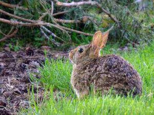 Hunting Cottontail Rabbits