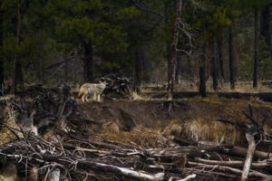 Hunting Coyote Tips