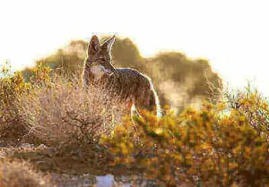 Hunting Coyotes Ideas