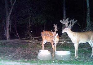 Hunting Deer At Night