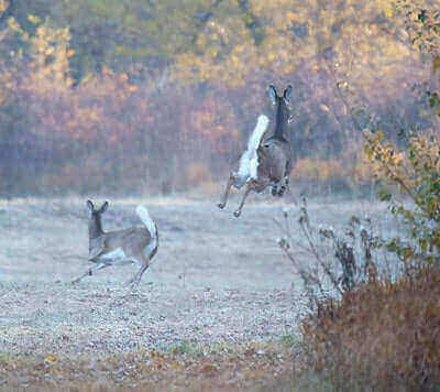 Hunting Deer On Public Land