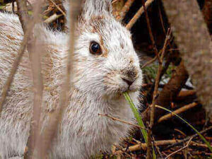 Hunting Hare Tips