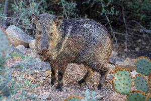 Hunting Javelina Tricks