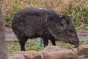 Hunting Javelinas