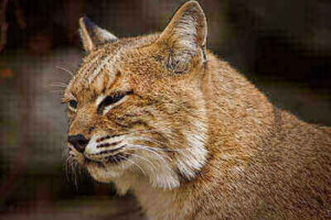 Ideas For Hunting Bobcats