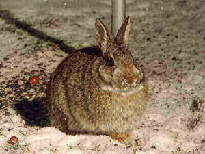 Ideas For Hunting Cottontail Rabbits