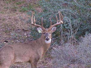 Ideas To Track Wounded Deer