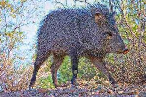 Javelina Hunting Tips
