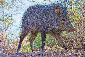 Javelina Hunting Tips