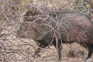 Javelina Hunting Tricks