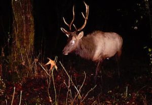 Night Deer Hunting