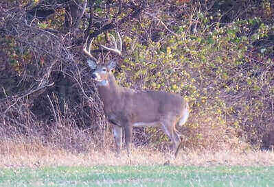 Public Land Deer Hunt Tips