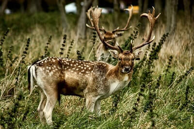 Public Land Deer Hunt