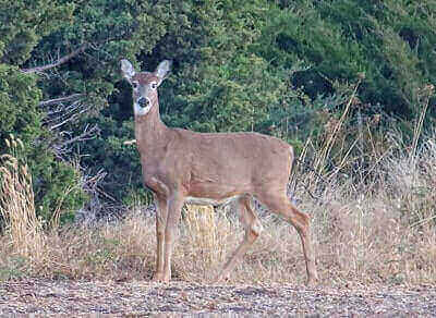 Public Land Deer Hunting Tips