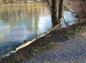 Signs Of Beaver Activity