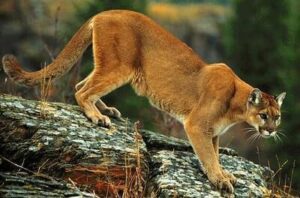 Tips For Cougar Hunting