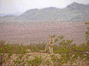 Tips For Coyote Hunting