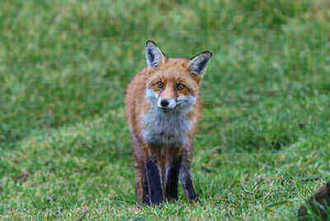 Tips For Fox Hunting