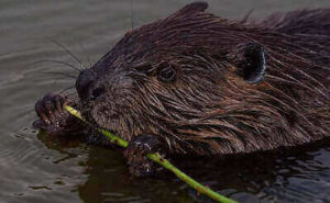Tips For Hunting Beavers