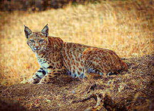 Tips For Hunting Bobcats