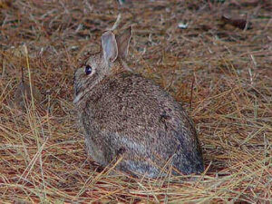 Tips For Hunting Cottontail Rabbits