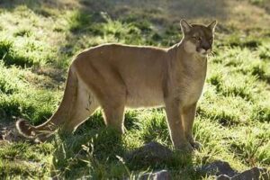 Tips For Hunting Cougars