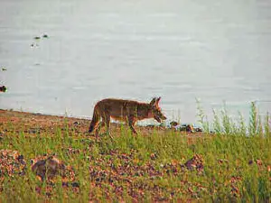 Tips For Hunting Coyotes