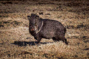 Tips For Hunting Javelinas