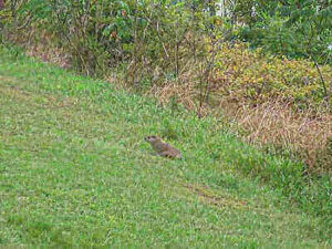 Tips To Hunt Groundhogs