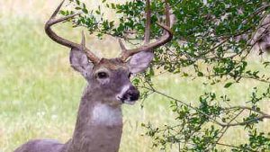 Tips To Track Deer