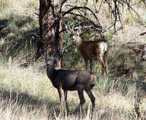 Track Deer After The Shot