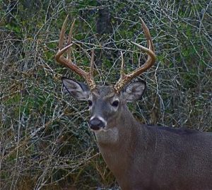 Tracking A Wounded Deer