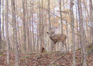 Tracking Deer After The Shot