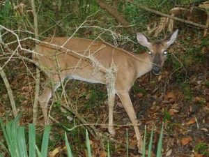 Tracking Wounded Deer