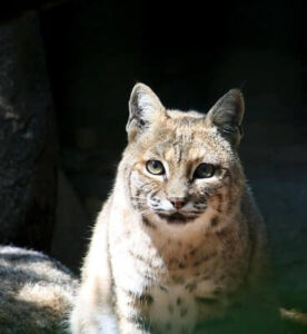 Tricks For Bobcat Hunting