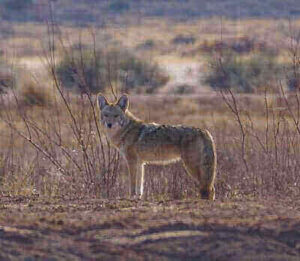 Tricks For Hunting Coyotes