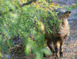 Tricks For Javelina Hunting