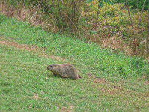 Woodchuck Hunting Tips