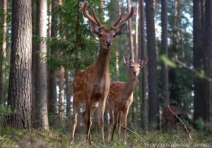 Wounded Deer Tracking