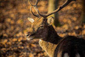 Wounded Deer Tracking Tips