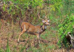 Axis Deer Hunting Tricks