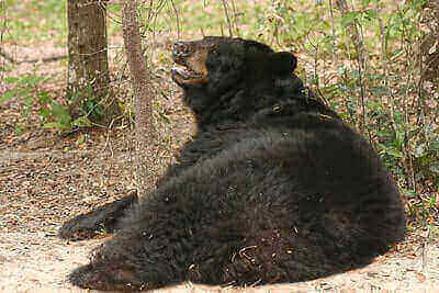 Black Bear Hunting Tricks