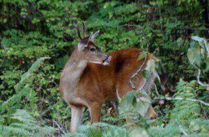 Blacktail Deer Hunting