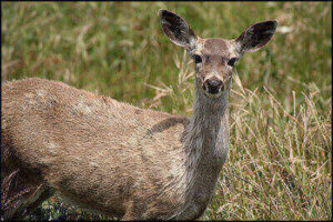 Blacktail Deer Hunting Tricks