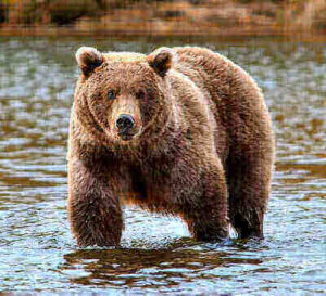 Brown Bear Hunting Ideas