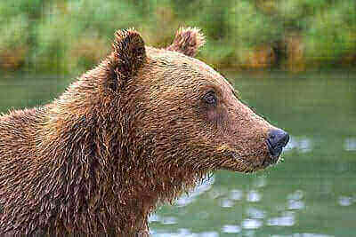 Brown Bear Hunting Tips
