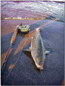 Corbina Fishing