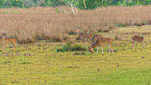 How To Hunt Axis Deer
