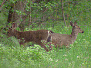 How To Hunt Blacktail Deer