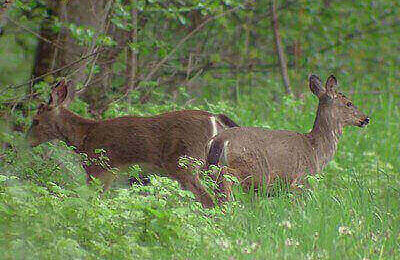 How To Hunt Blacktail Deer